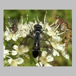 Lophosia fasciata - Raupenfliege 01 hsk.jpg